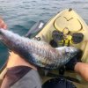 Great fish from a hobie kayak