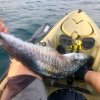 Great Fish from a Hobie kayak