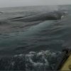 A whale of a time on a hobie outback