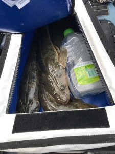 Hobie Cooler Bags Hobie Cooler Bags