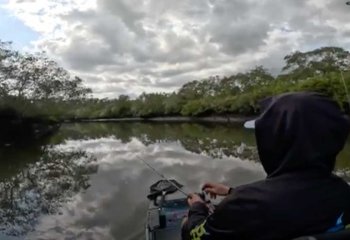 Top-Water-Mangrove-Jack Top Water Mangrove Jack